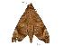  ( - USNM ENT 00196632)  @14 [ ] Unspecified (default): All Rights Reserved  Unspecified Unspecified