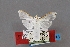  ( - USNM ENT 00800698a)  @11 [ ] Unspecified (default): All Rights Reserved  Unspecified Unspecified