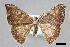 (Paralbara watsoni - USNM ENT 01848993)  @11 [ ] Unspecified (default): All Rights Reserved  Unspecified Unspecified