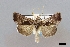  (Lophoplusia - USNM ENT 01918014)  @11 [ ] Unspecified (default): All Rights Reserved  Unspecified Unspecified