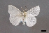  (Pteredoa usebia - USNM ENT 01918057)  @11 [ ] Unspecified (default): All Rights Reserved  Unspecified Unspecified