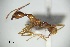  (Pheidole montana - ANT19)  @11 [ ] CreativeCommons  Attribution Non-Commercial Share-Alike (2010) Martin Pfeiffer University of Bayreuth, Germany
