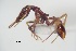  ( - ANT25)  @11 [ ] CreativeCommons  Attribution Non-Commercial Share-Alike (2010) Martin Pfeiffer University of Bayreuth, Germany