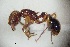  (Tetramorium lucyae - ANT74)  @11 [ ] CreativeCommons  Attribution Non-Commercial Share-Alike (2010) Martin Pfeiffer University of Bayreuth, Germany