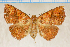  ( - MJP00255)  @11 [ ] CreativeCommons - Attribution Share-Alike (2024) Unspecified State Museum of Natural History Karlsruhe