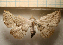  ( - MJP00345)  @11 [ ] Unspecified (default): All Rights Reserved (2052) State Museum of Natural History Karlsruhe State Museum of Natural History Karlsruhe