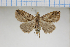  ( - MJP00355)  @11 [ ] Unspecified (default): All Rights Reserved (2062) State Museum of Natural History Karlsruhe State Museum of Natural History Karlsruhe