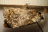  ( - MJP00374)  @11 [ ] Unspecified (default): All Rights Reserved (2081) State Museum of Natural History Karlsruhe State Museum of Natural History Karlsruhe