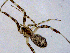  ( - SMNK-ARA-15686)  @11 [ ] CreativeCommons  Attribution (by) (2024) Unspecified Natural History Museum Karlsruhe