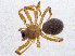  ( - SMNK-ARA-20133)  @11 [ ] CreativeCommons  Attribution (by) (2024) Unspecified Natural History Museum Karlsruhe