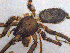  ( - SMNK-ARA-20154)  @11 [ ] CreativeCommons  Attribution (by) (2024) Unspecified Natural History Museum Karlsruhe