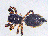  ( - SMNK-ARA-20159)  @11 [ ] CreativeCommons  Attribution (by)  Unspecified Natural History Museum Karlsruhe