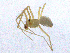  ( - SMNK-ARA-20163)  @11 [ ] CreativeCommons  Attribution (by) (2024) Unspecified Natural History Museum Karlsruhe