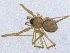  ( - SMNK-ARA-20164)  @11 [ ] CreativeCommons  Attribution (by) (2024) Unspecified Natural History Museum Karlsruhe