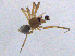  ( - SMNK-ARA-20165)  @11 [ ] CreativeCommons  Attribution (by) (2024) Unspecified Natural History Museum Karlsruhe