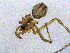  ( - SMNK-ARA-20178)  @11 [ ] CreativeCommons  Attribution (by)  Unspecified Natural History Museum Karlsruhe