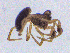  ( - SMNK-ARA-20181)  @11 [ ] CreativeCommons  Attribution (by)  Unspecified Natural History Museum Karlsruhe