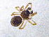  ( - SMNK-ARA-20183)  @11 [ ] CreativeCommons  Attribution (by)  Unspecified Natural History Museum Karlsruhe