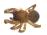  ( - SMNK-ARA-20189)  @11 [ ] CreativeCommons  Attribution (by) (2024) Unspecified Natural History Museum Karlsruhe