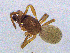  ( - SMNK-ARA-20190)  @11 [ ] CreativeCommons  Attribution (by)  Unspecified Natural History Museum Karlsruhe