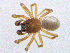  ( - SMNK-ARA-20199)  @11 [ ] CreativeCommons  Attribution (by) (2024) Unspecified Natural History Museum Karlsruhe