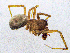  ( - SMNK-ARA-20200)  @11 [ ] CreativeCommons  Attribution (by) (2024) Unspecified Natural History Museum Karlsruhe
