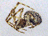  (Theridion betteni - SMNK-ARA-20203)  @11 [ ] CreativeCommons  Attribution (by) (2024) Unspecified Natural History Museum Karlsruhe