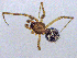  ( - SMNK-ARA-20204)  @11 [ ] CreativeCommons  Attribution (by) (2024) Unspecified Natural History Museum Karlsruhe