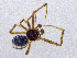  ( - SMNK-ARA-20205)  @11 [ ] CreativeCommons  Attribution (by) (2024) Unspecified Natural History Museum Karlsruhe