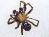  ( - SMNK-ARA-20209)  @11 [ ] CreativeCommons  Attribution (by) (2024) Unspecified Natural History Museum Karlsruhe
