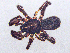  ( - SMNK-ARA-20215)  @11 [ ] CreativeCommons  Attribution (by) (2024) Unspecified Natural History Museum Karlsruhe