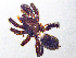  ( - SMNK-ARA-20217)  @11 [ ] CreativeCommons  Attribution (by)  Unspecified Natural History Museum Karlsruhe