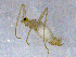  ( - SMNK-CHIO-001)  @11 [ ] CreativeCommons  Attribution (by)  Unspecified Natural History Museum Karlsruhe
