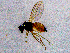  ( - SMNK-DOLI-0001)  @11 [ ] CreativeCommons  Attribution (by)  Unspecified Natural History Museum Karlsruhe