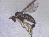  ( - SMNK-DOLI-0005)  @11 [ ] CreativeCommons  Attribution (by)  Unspecified Natural History Museum Karlsruhe