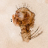 (Centromerita concinna - SMNK-ARA 08800)  @11 [ ] Copyright  GBOL-Team ZFMK Staatliches Museum für Naturkunde Karlsruhe