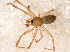  ( - SMNK-ARA 08801)  @11 [ ] Copyright  GBOL-Team ZFMK Staatliches Museum für Naturkunde Karlsruhe