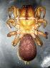  (Atypus affinis - SMNS-Aran-LFR030)  @11 [ ] Copyright (2012) GBOL-Team ZFMK Staatliches Museum für Naturkunde Stuttgart