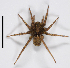  (Pardosa sp - SMNS-Aran-1094)  @11 [ ] Copyright (2014) GBOL-Team ZFMK Staatliches Museum für Naturkunde Stuttgart