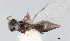  ( - SMNS_Hym_Pla_000353)  @11 [ ] CreativeCommons - Attribution Non-Commercial Share-Alike (2023) Unspecified State Museum of Natural History Stuttgart