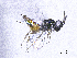  ( - SMNS_37277)  @11 [ ] CreativeCommons  Attribution Share-Alike (by-sa) (2020) State Museum of Natural History Stuttgart State Museum of Natural History Stuttgart