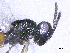  ( - SMNS_37277)  @11 [ ] CreativeCommons  Attribution Share-Alike (by-sa) (2020) State Museum of Natural History Stuttgart State Museum of Natural History Stuttgart