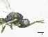  ( - SMNS_37315)  @11 [ ] CreativeCommons  Attribution Share-Alike (by-sa) (2020) State Museum of Natural History Stuttgart State Museum of Natural History Stuttgart