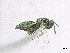  ( - SMNS_37569)  @11 [ ] CreativeCommons  Attribution Share-Alike (by-sa) (2020) State Museum of Natural History Stuttgart State Museum of Natural History Stuttgart