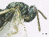  ( - SMNS_37569)  @11 [ ] CreativeCommons  Attribution Share-Alike (by-sa) (2020) State Museum of Natural History Stuttgart State Museum of Natural History Stuttgart