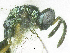  ( - SMNS_37580)  @11 [ ] CreativeCommons  Attribution Share-Alike (by-sa) (2020) State Museum of Natural History Stuttgart State Museum of Natural History Stuttgart