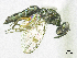  ( - SMNS_37665)  @11 [ ] CreativeCommons  Attribution Share-Alike (by-sa) (2020) State Museum of Natural History Stuttgart State Museum of Natural History Stuttgart