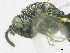  ( - SMNS_37678)  @11 [ ] CreativeCommons  Attribution Share-Alike (by-sa) (2020) State Museum of Natural History Stuttgart State Museum of Natural History Stuttgart