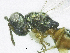  ( - SMNS_37806)  @11 [ ] CreativeCommons  Attribution Share-Alike (by-sa) (2020) State Museum of Natural History Stuttgart State Museum of Natural History Stuttgart