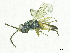  ( - SMNS_37811)  @11 [ ] CreativeCommons  Attribution Share-Alike (by-sa) (2020) State Museum of Natural History Stuttgart State Museum of Natural History Stuttgart